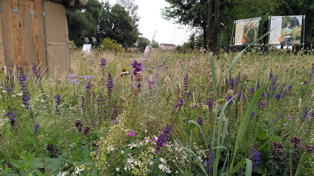 Welche Kleingehlze und krautige Pflanzen eignen sich fr die Stadt der Zukunft?