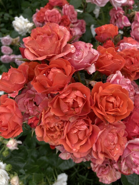 Sweet Garden Party, eine Mini-Rose fr kleine Grten und grere Kbel, die den ganzen Sommer ber blht