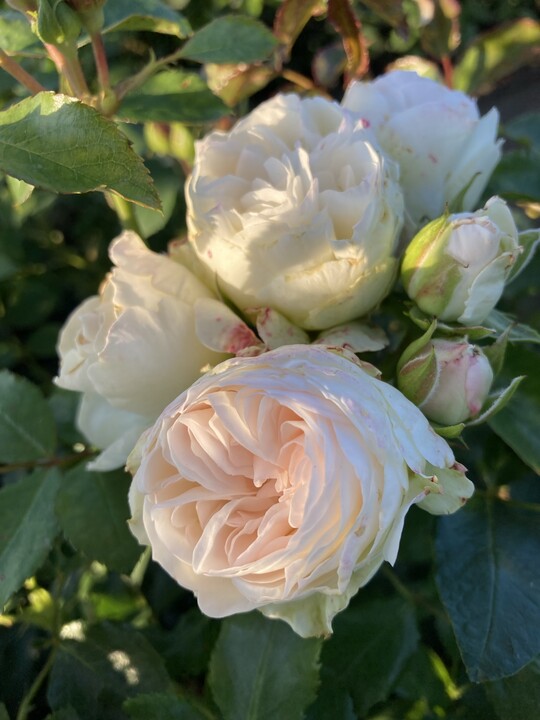 Comtesse of Rosenborg Plant"n"Relax, eine Bodendeckerrose mit recht groen gefllten romantischen Blten