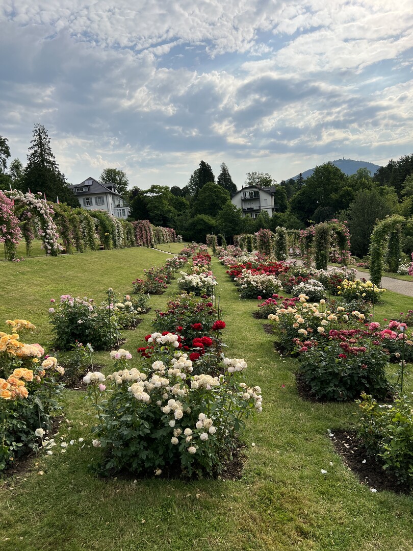 Die zur Bewertung aufgepflanzten Rosenneuheiten in Baden-Baden.