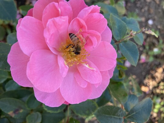 I am strong and beautiful, eine hohe Strauchrose mit ungefllten groen Blten, gesundem Laub; insektenfreundlich.