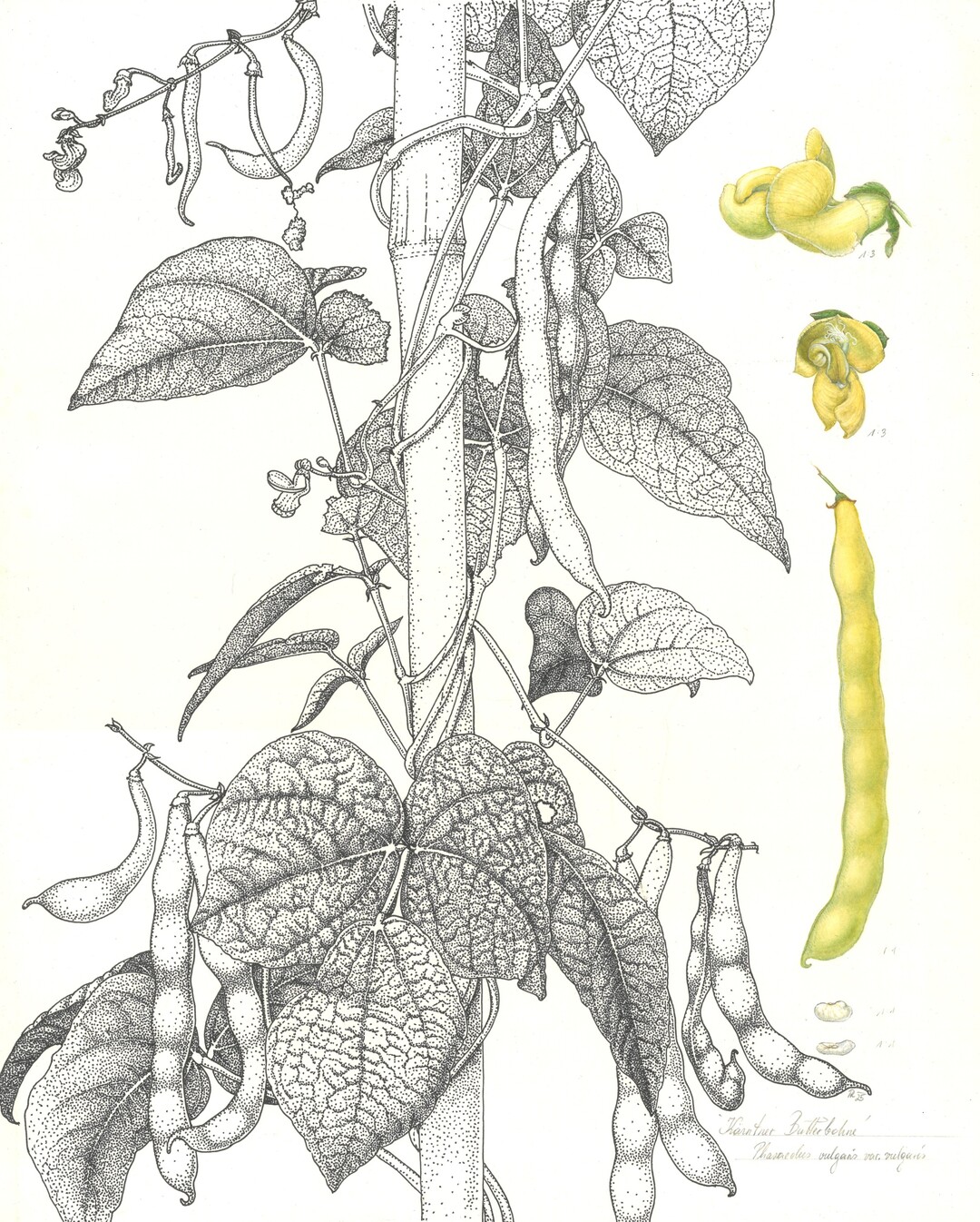 Iris Rubin - Krntner Butterbohne