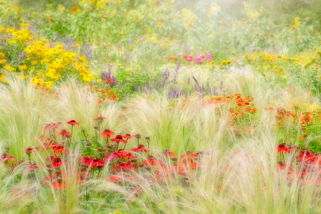 Summer Reverie von Jacky Parker, fotografiert in der New Forest Lavender Farm, Wiltshire, England, United Kingdom