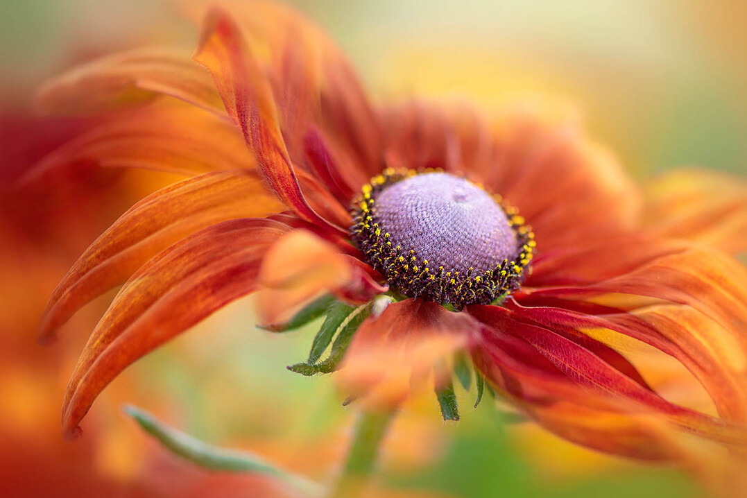 Autumn Rudbeckia von Jacky Parker