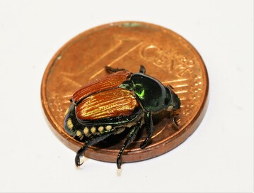 Japankfer: Kleiner als eine 1-Cent-Mnze