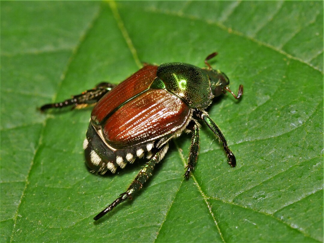 Japankäfer, Popillia japonica