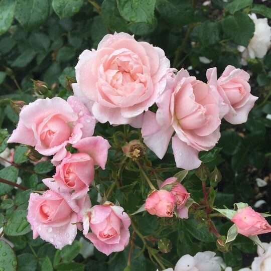  "Jim The Viking" erzielte sogar eine Medaille in Baden-Baden, als sie noch ganz neu war im Jahr 2019. "Jim The Viking" ist eine kleinbltige Floribunda-Rose mit vielen romantischen kleinen Blten. Leichter Duft, dunkles, glnzendes Laub. Schn im kleinen Garten oder in einem groen Topf auf der Terrasse. Gesunde Ros. 
