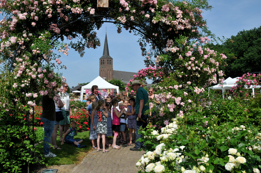 Prchtige Rosenim Rozenhof De Lottum verwhnen zur Bltezeit die Besucher.
