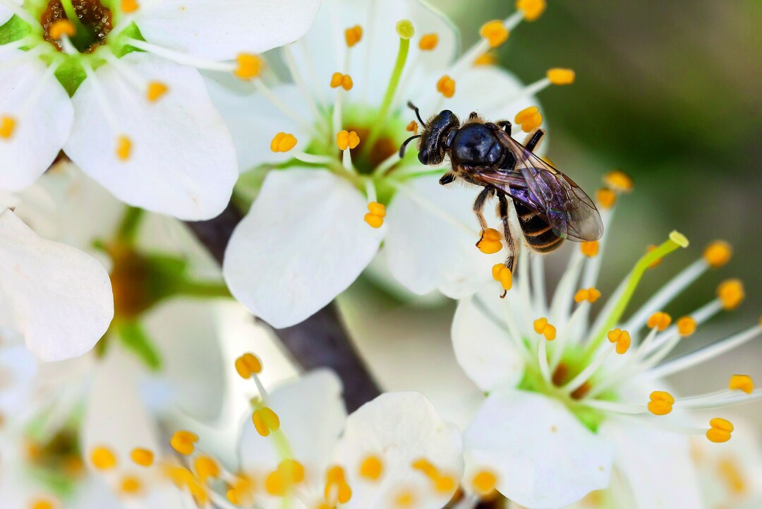 Schmalbiene auf einer Schlehenblüte