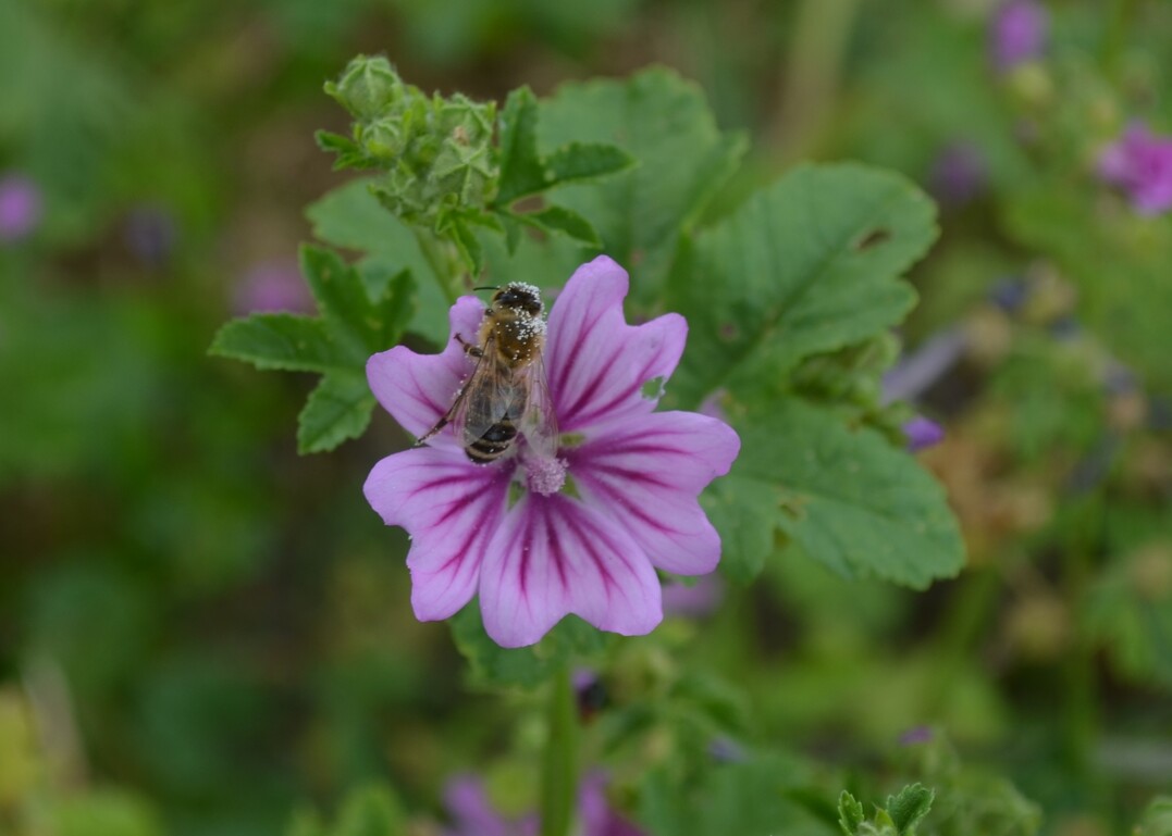 Neue Gefahr für Bienen: Insektizide mit Flupyradifuron im Zulassungsverfahren.