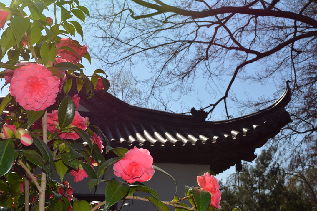 Der Chinesische Garten ist der passende Rahmen für die Kameliensammlung im Luisenpark Mannheim.