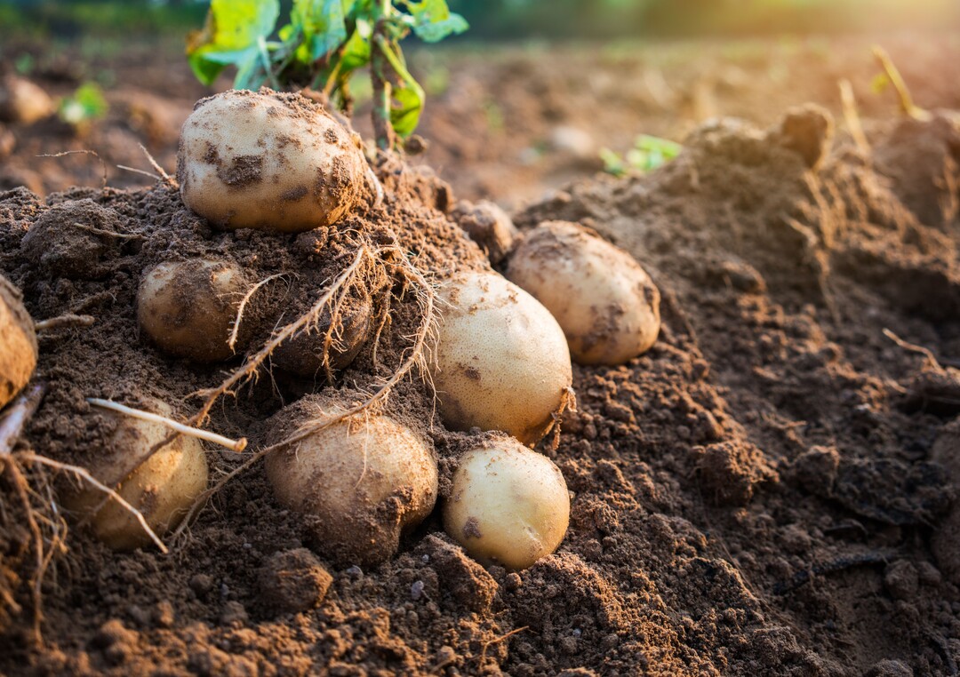 Beim Verzehr von Kartoffeln muss einiges beachtet werden, sonst wird giftiges Solanin aufgenommen.