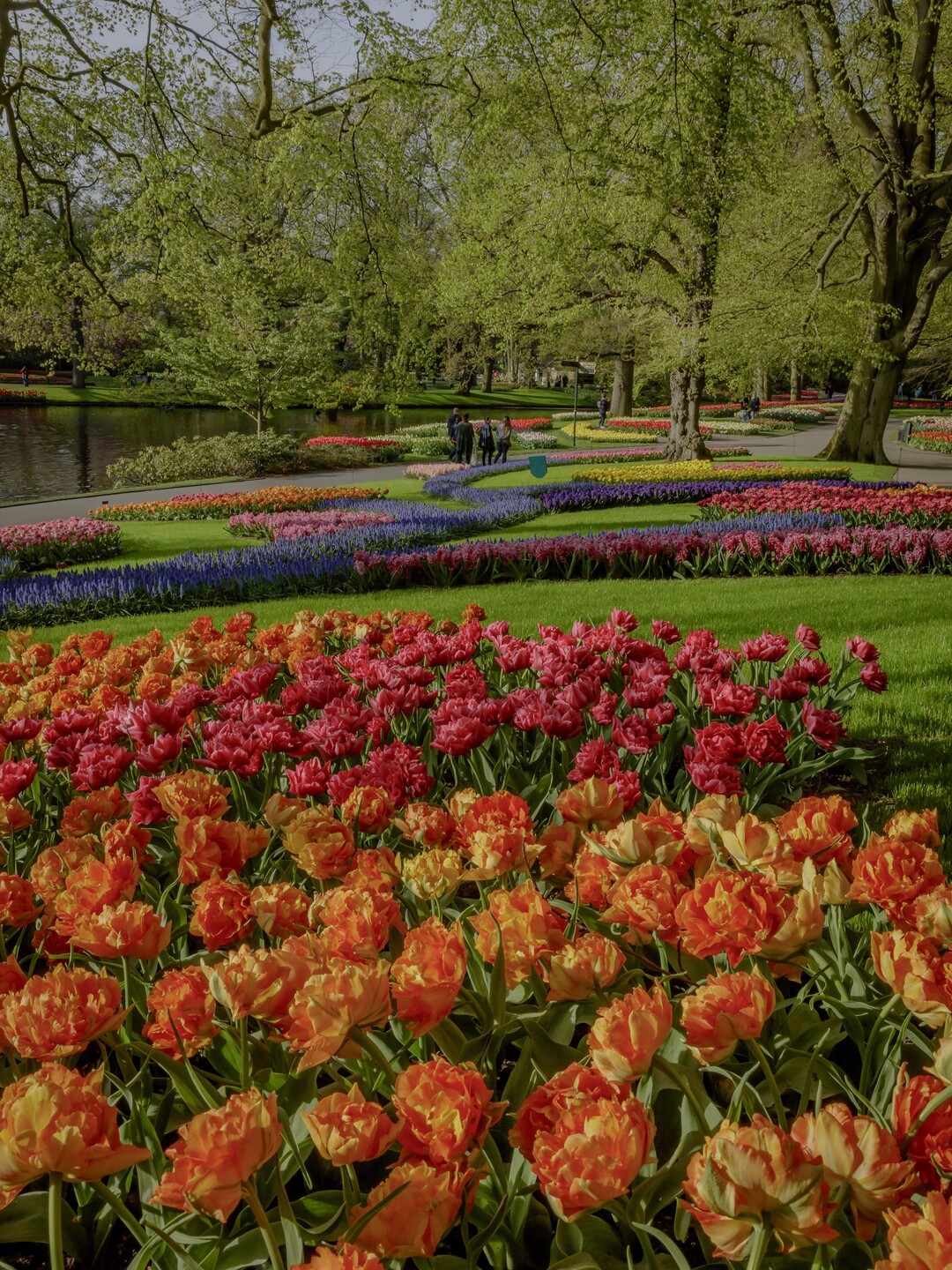Keukenhof in Frhjahrsblte ist auch dieses Jahr virtuell erlebbar. 