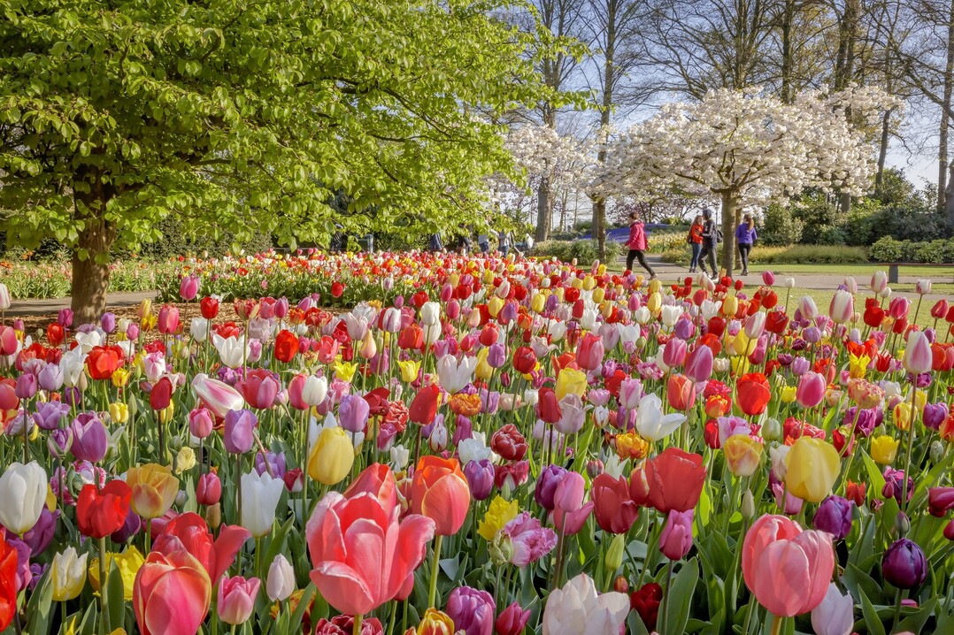 Die Zwiebelblumensaison im Keukenhof startet am 23. März.
