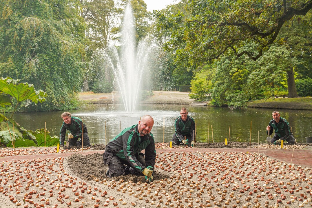Die Gärtner vom Keukenhof pflanzen jetzt die Blumenzwiebeln für das 75-Jahr-Jubiläum des Parks im kommenden Jahr 2024.