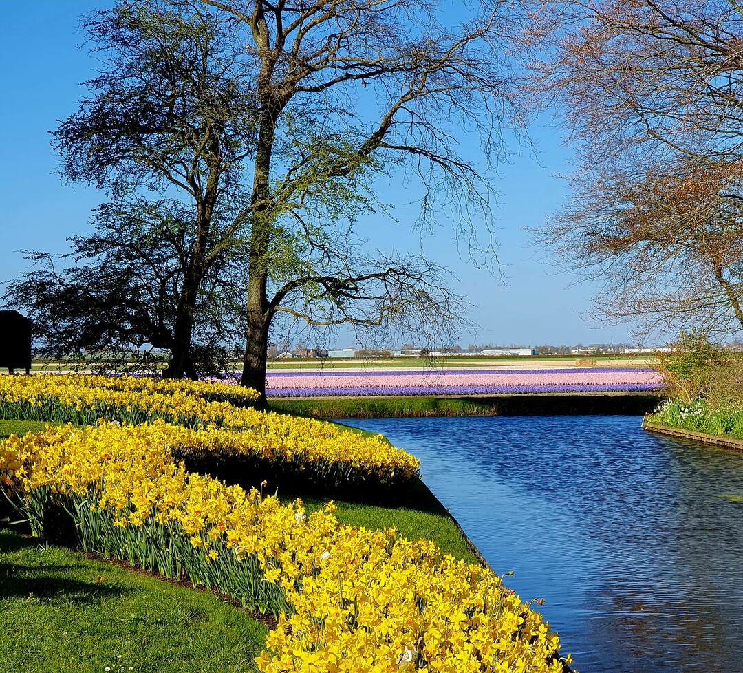 Direkt an den  Keukenhof-Park im niederlndischen Lisse schlieen die bunten Felder mit Millionen von Zwiebelblumen an.
