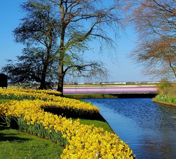 Direkt an den Keukenhof-Park im niederlndischen Lisse schlieen die bunten Felder mit Millionen von Zwiebelblumen an.