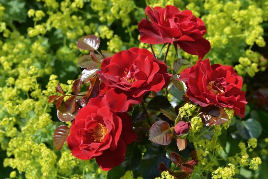 Horizont ist eine insektenfreundliche und hitzevertrgliche rot blhende Kleinstrauchrose, bestens geeignet fr die Flchenbepflanzung
