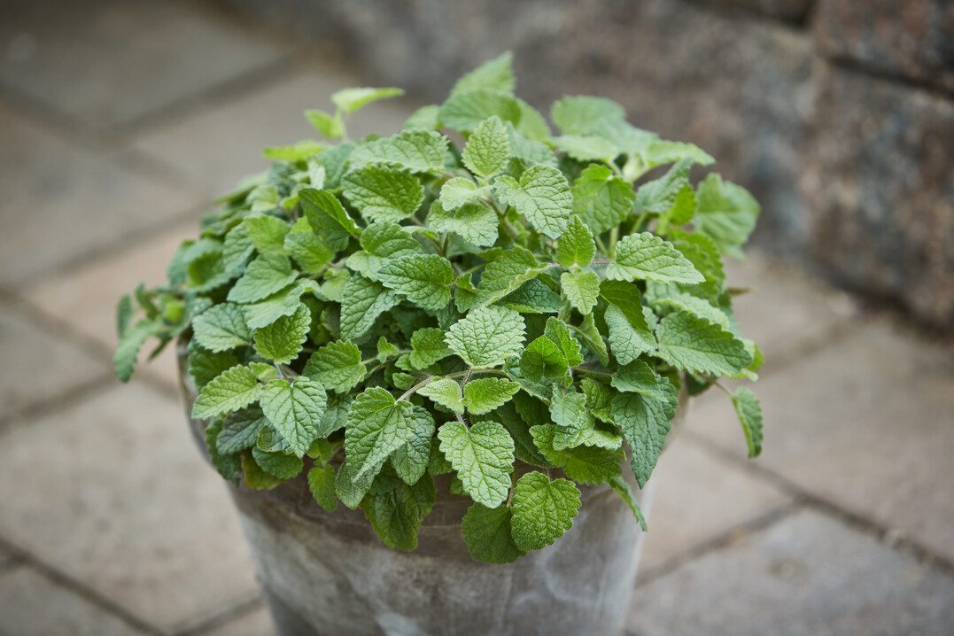 Melissa officinalis "Madarina", mehrjhriges Kraut mit Zitronenaroma