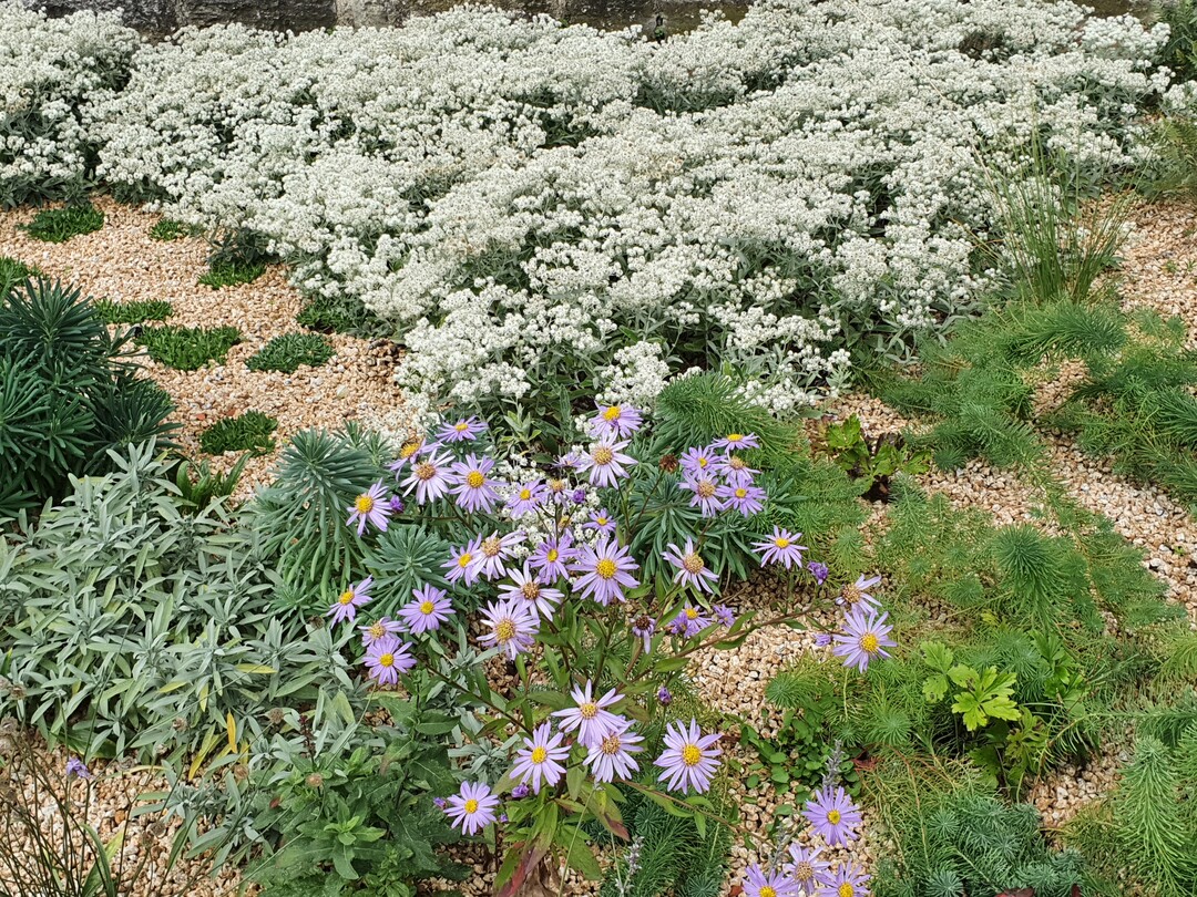 Die richtige Pflanzenauswahl sorgt im Kiesgarten fr eine geschlossene Pflanzendecke.