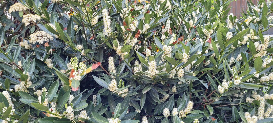 Prunus laurocerasus, der Kirschlorbeer, blht von April bis Juni. <br>