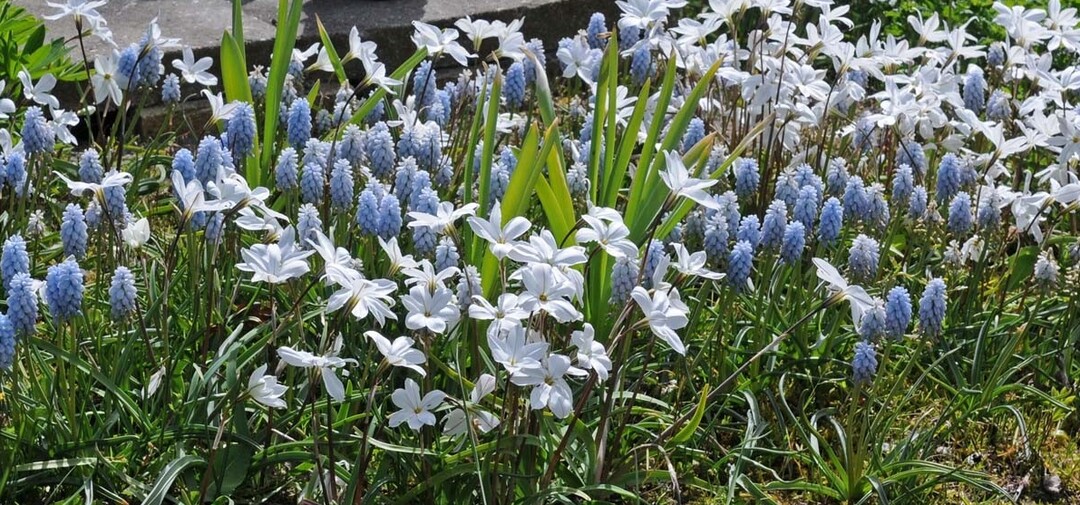 Mit dem Einbltigen Frhlingsstern "Alberto Castillo" und den herrlich duftenden Muscari "Peppermint"erhlt man ein farblich dezentes Beet.