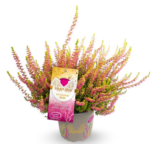   Calluna vulgaris 'Golden Angie', eine Knospenheide mit goldgelben Rispen und rosa Knospen 