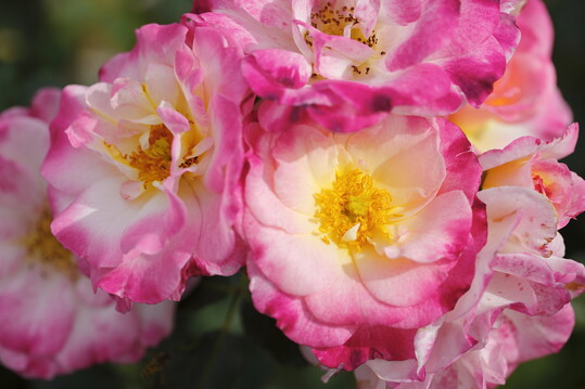 Konfetti: Die Kletterrose Konfetti blht in Rosatnen mit pastellgelben Nuancen (6 bis 8 cm Durchmesser). Mit geffneten Schalenblten ist sie ein Insektenmagnet. Die Kletterrose wchst ber eine Pergola oder an einem Trenngitter. Sie klettert bis auf 200 bis 300 cm und duftet mittelstark. Sie ist blattgesund und robust gegen Mehltau und Sternrutau. Verwendung: Pergola, Rosenbgen.