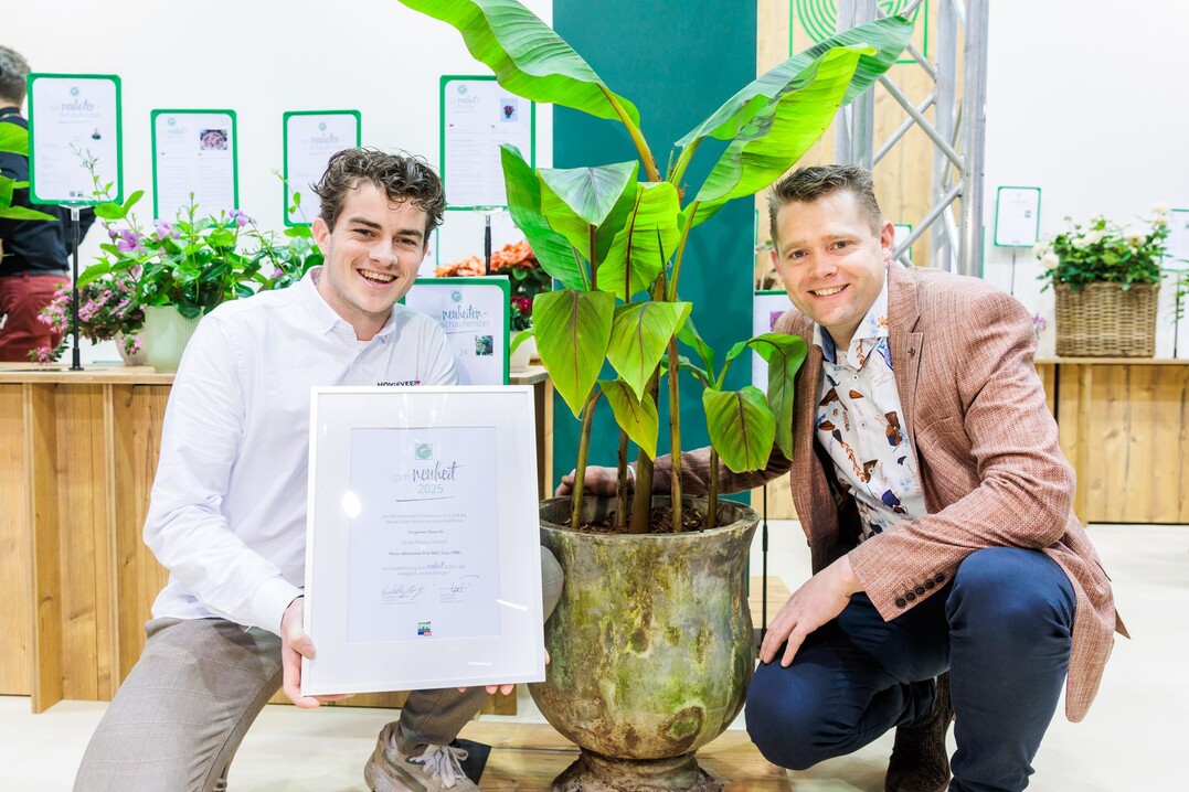 In der Kategorie Kbelpflanzen erhlt den Titel IPM Neuheit 2025 Musa sikkimensis Ever Red der Firma Hoogeveen Plants BV aus den Niederlanden.