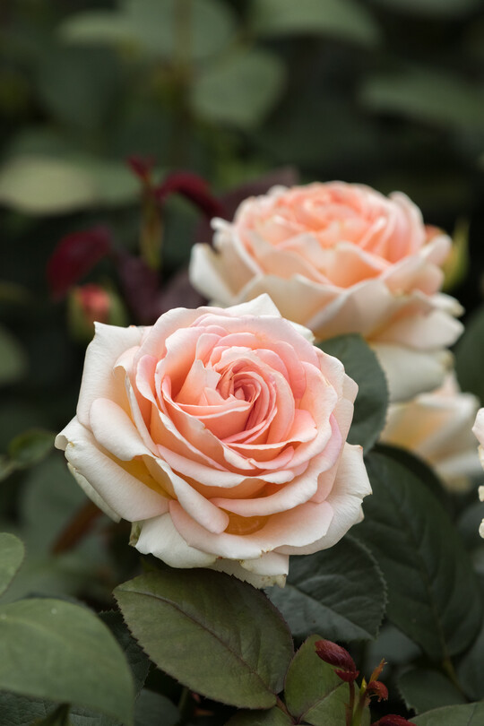     Lady Capri, Edelrose von Rosen Tantau: Groe, mediterran duftende Blten stehen wie zahllose Lampions auf dem dunklen Laub dieser krftig wachsenden Edelrose. Die langen Reihen blhender Lady Capri auf unseren Feldern sind ein spektakulrer Anblick. Der Sommer kann beginnen.  