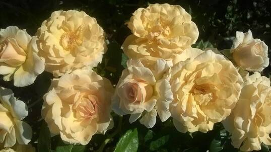 Lady in Gold" (Syn. "Glle Fra" VEL23ffele): Diese Rose ist eine ausgezeichnete Floribunda (Beetrose) fr den modernen Garten aufgrund ihrer Eleganz und der kontinuierlichen Blte in ppigen Bscheln von 8 bis 30 Einzelblten. Die groen Blten sind in der Mitte warm goldgelb und auen heller gelb bis cremefarben. Sie haben einen fruchtigen Duft mit Zitronennote. Das Laub ist mittel- bis dunkelgrn und halbglnzend. Hhe 80 cm. Die "Glla Fra", die Dame in Gold, ist ein Denkmal in Luxemburg-Stadt, das 1923 zum Gedenken an die im Ersten Weltkrieg gefallenen Luxemburger errichtet wurde.