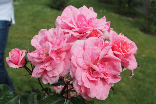   Lancelot, Strauchrose von Rosen Tantau: Sie ist ein Nachkomme unserer hochdekorierten Camelot. Ihre Gesundheit, ihr Flor und ihre charakteristische Sprenkelzeichnung kommen ganz nach der Muttersorte. Wem der Wuchs von Camelot zu unbndig ist, erhlt mit Lancelot alle Qualitten in Form einer kompakten Strauchrose.  