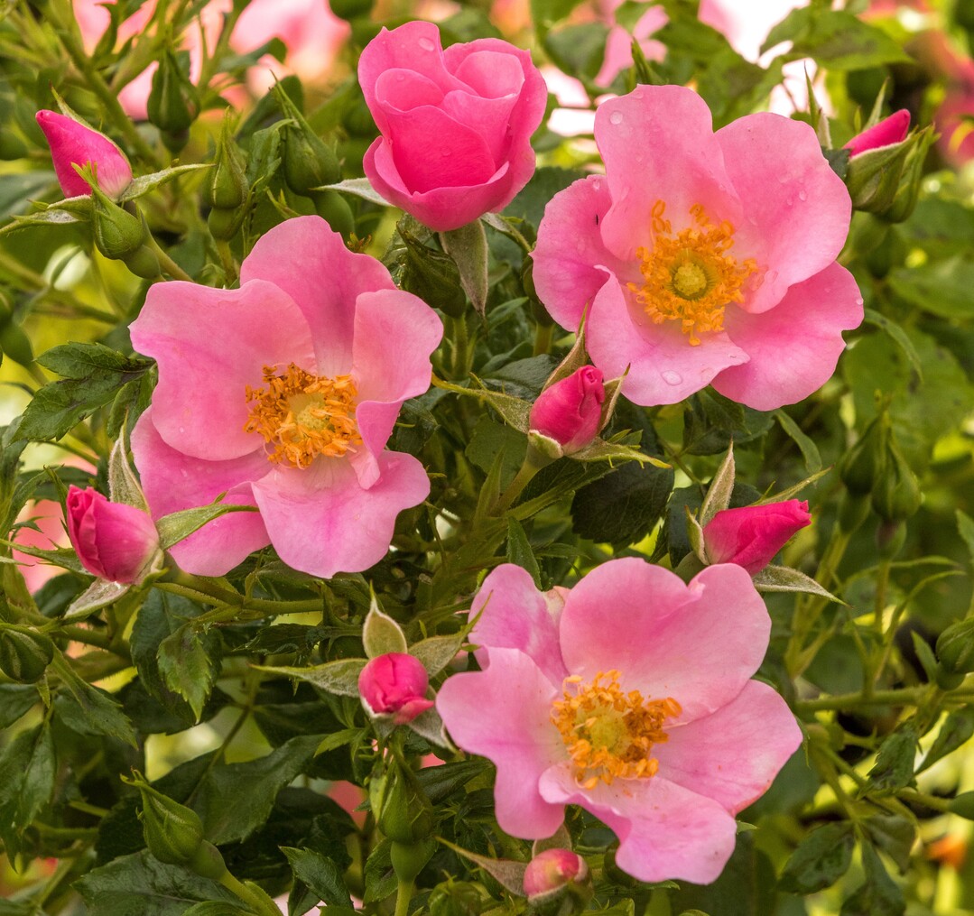   "LandFrauen Rose" von Rosen Tantau
