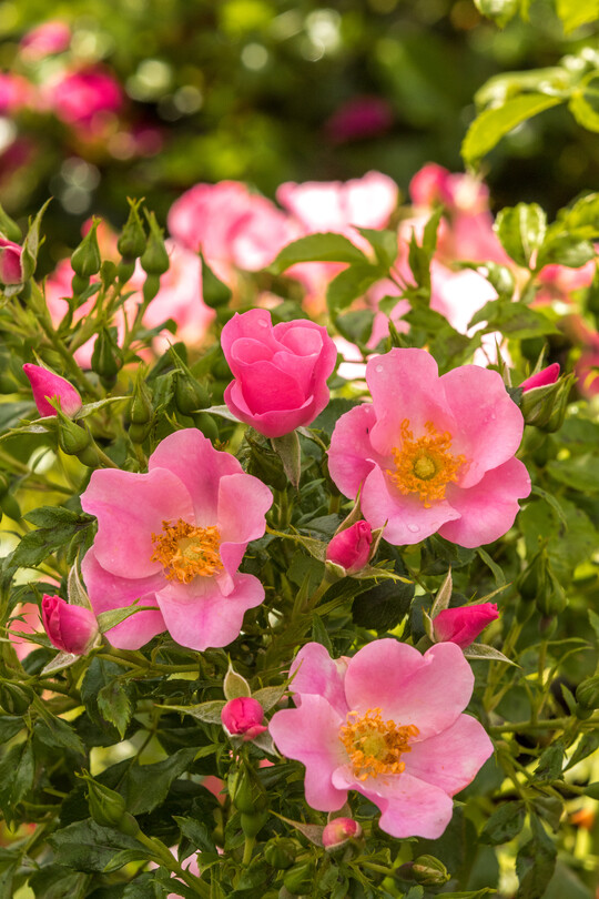     LandFrauen Rose, Kleinstrauchrose von Rosen Tantau: Die LandFrauen Rose ist ein heller Sport unserer vielfach ausgezeichneten Stadt Rom. Als Sport bezeichnen wir in der Pflanzenzchtung eine Mutation, die pltzlich auftretende Vernderung des Erbguts, die zu einem vernderten Erscheinungsbild fhrt. Diese gelingsichere Rose wird dem Deutschen LandFrauenverband gewidmet und 2021 getauft.  