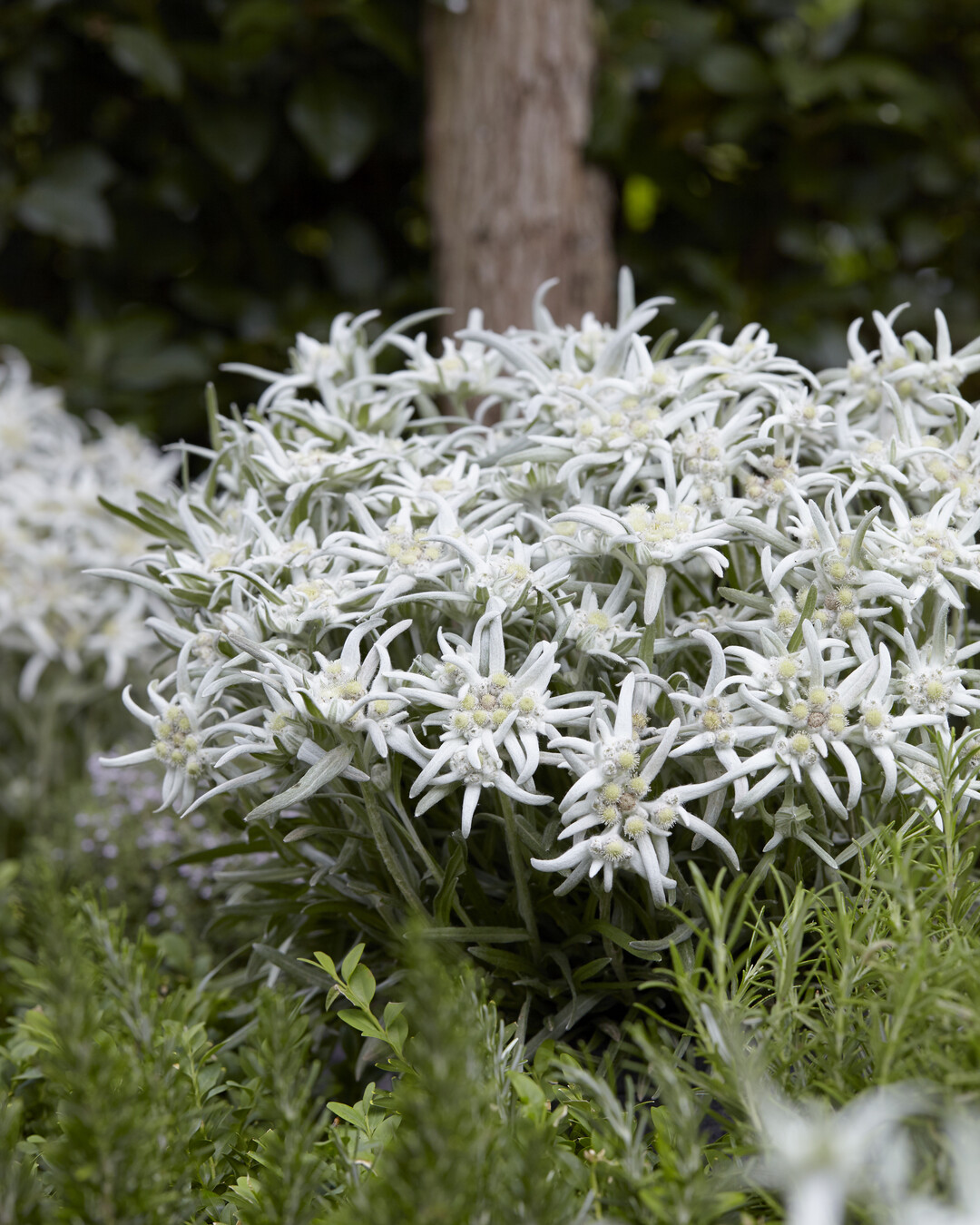   Leontopodium 'Blossoms of Snow', ein zweimal blhendes Edelwei mit besonders groen Blten (Plantipp)  