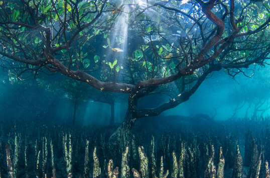 In "Plants & Planet" berzeugte das von Leena Roy fotografierte Fotos "Mangrove Tree (From Underwater)" die Jury. Von unten nach oben wurde ein von zahlreichen Wurzeln umgebener Mangrovenbaum, der aus dem Meeresboden emporschiet, fotografiert. Die Bltter des Baumes sind bei Flut unter Wasser.