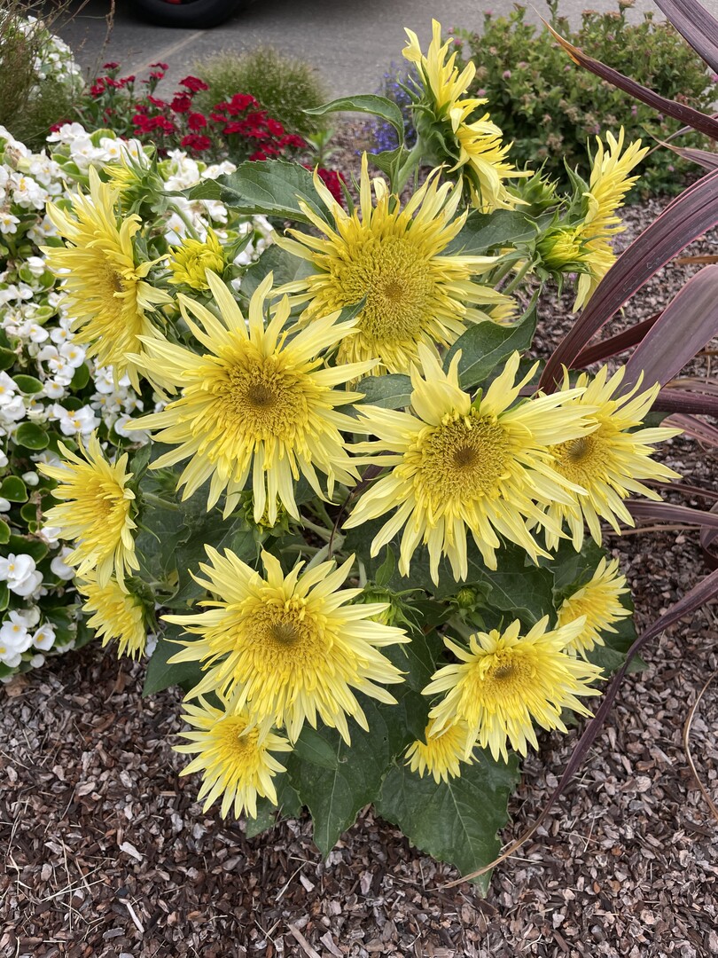 Kompakte und zitronengelbe Sonnenblume: Helianthus annuus 'Lemon Cutie'  
