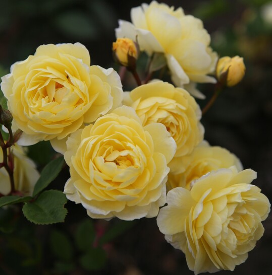 Der fterblhende Rambler Lemon Siluetta ist eine aufrecht wachsende, wiederholtblhende Rambler-Rose von moderater Wuchsstrke und somit ideal fr kleinere Grten. Durch die bei Ramblern noch immer seltene Bltenfarbe eine spannende Ergnzung der beliebten Siluetta-Kollektion.