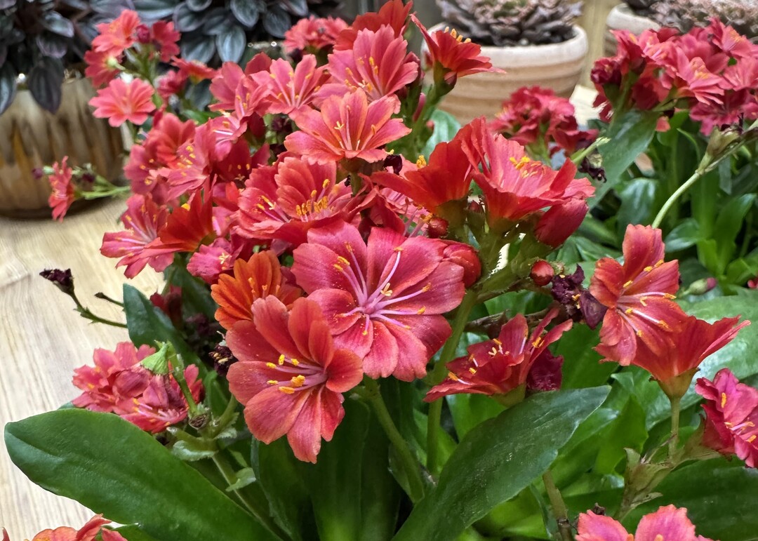 Die Bitterwurz-Neuzüchtung Lewisia cotyledon-Hybride "Sunset Glow" von Kientzler GmbH & Co. KG bekam bei den IPM Neuheiten 2025 den Publikumspreis.