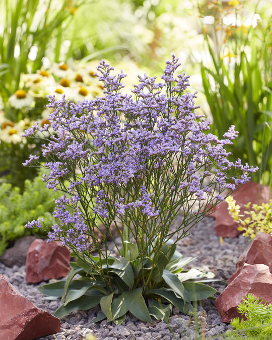    Limonium "Dazzle Rocks" 
