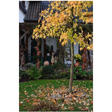 Kleinbleibende Sorten von Liquidambar eignen sich als Haus- und Gartenbume.