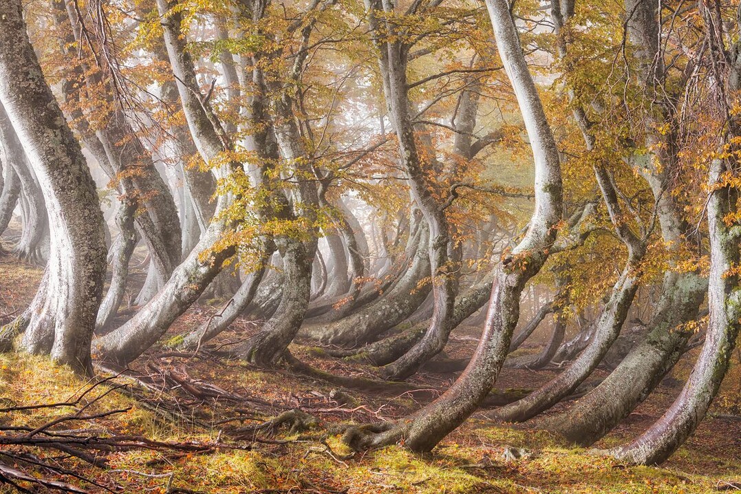 The Wooden Army - Siegerfoto in der Kategorie "Trees, Woods & Forest"