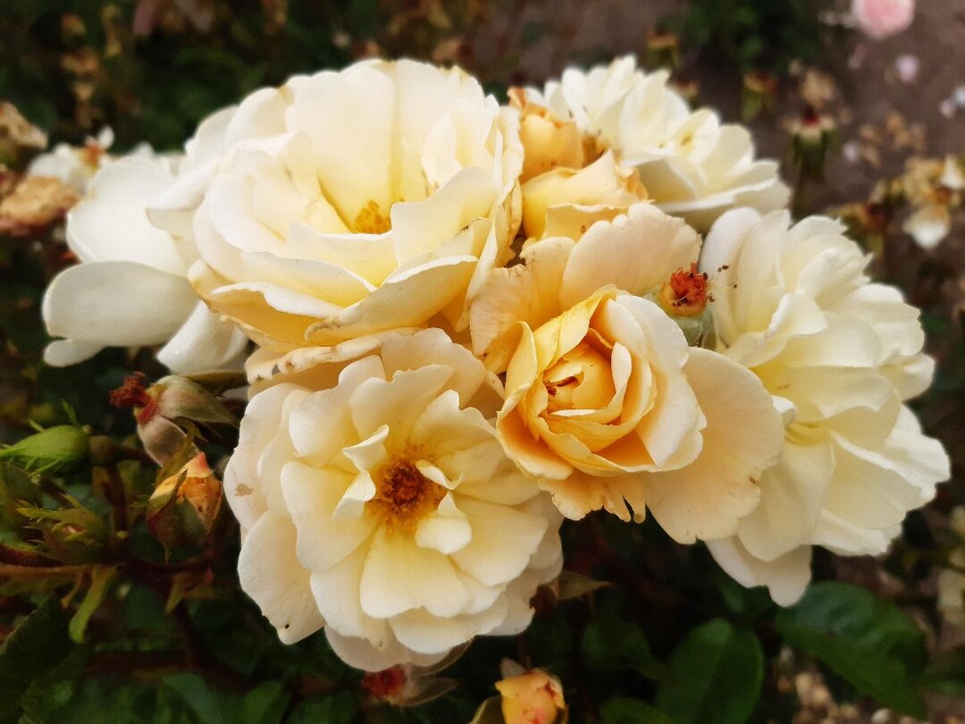 Machera" VEL21mgeli "Machera": Diese Moschata-Hybride ist eine niedrige Strauchrose. Auffallend sind die groen Bschel mittelgroer schalenfrmiger Blten, die bis zu 23 Blten zhlen. Sie sind gefllt, sehen aber wie eine einzige Blte aus, da sie sich schnell ffnen und ihre attraktiven Staubgefe zeigen. Die Bltenknospen sind von zartem, warmem Gelb und die Blten verblassen schnell von zartem Pastellgelb zu Creme. Ihr Duft ist wrzig. Die Pflanze wchst aufrecht mit lanzettlichen, dunkelgrnen, glnzenden Blttern, deren duftende Staubgefe Bienen anlocken.