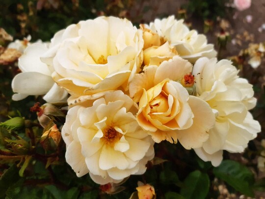 Machera" VEL21mgeli "Machera": Diese Moschata-Hybride ist eine niedrige Strauchrose. Auffallend sind die groen Bschel mittelgroer schalenfrmiger Blten, die bis zu 23 Blten zhlen. Sie sind gefllt, sehen aber wie eine einzige Blte aus, da sie sich schnell ffnen und ihre attraktiven Staubgefe zeigen. Die Bltenknospen sind von zartem, warmem Gelb und die Blten verblassen schnell von zartem Pastellgelb zu Creme. Ihr Duft ist wrzig. Die Pflanze wchst aufrecht mit lanzettlichen, dunkelgrnen, glnzenden Blttern, deren duftende Staubgefe Bienen anlocken.