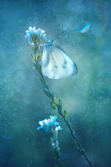 The Stardust, Sieger in der Kategorie Wildlife in the Garden und Gesamtsieger des IGPOTY 2021