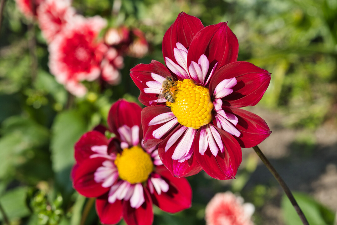 Dahlie "Eefje" wird Mainau-Dahlien-Königin 2021