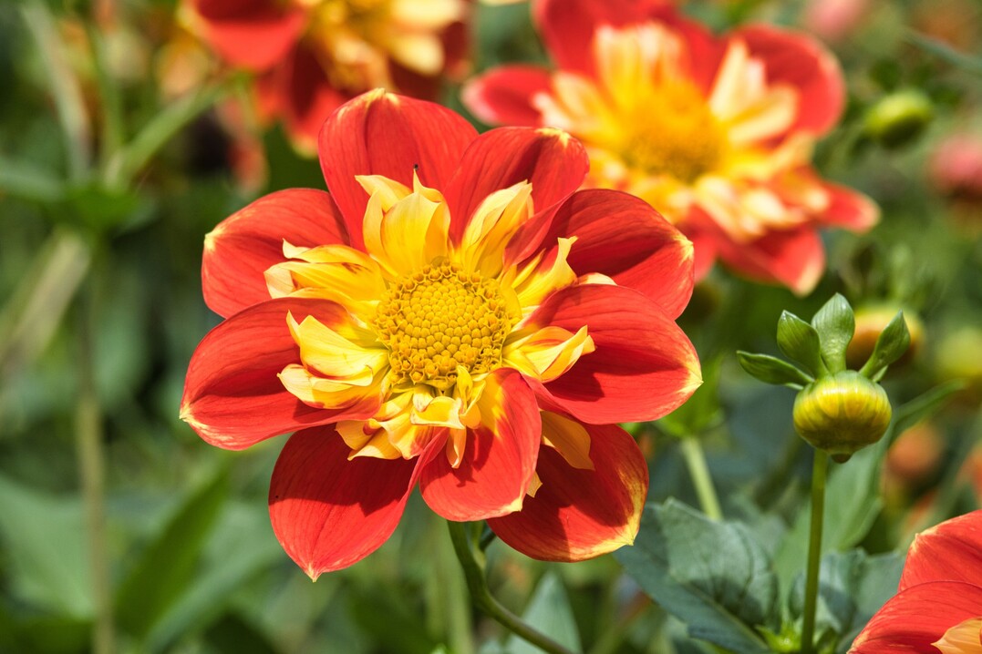 Dalienkönigin 2024 auf der Insel Mainau: Dahlia "Michael Rösch"<br>