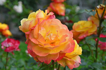 Die Edelrose Flaming Star wurde zur Mainau-Rosenknigin 2020 gewhlt.