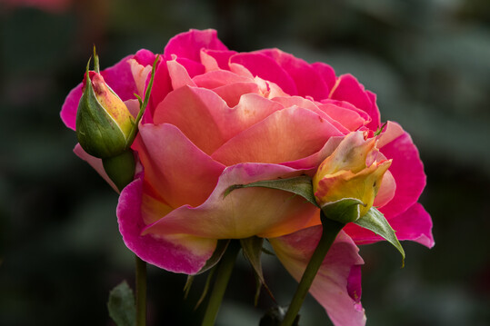   Maleica, Edelrose von Rosen Tantau: Farbenfreude ist ihr Motto! Knallig pink strahlen die Innenseiten der Bltenbltter, zart gelb leuchten deren Auenseiten. Die Blten dieser Gute Laune-Rose sind elegant und duften wunderbar. 