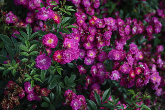 Dieser pink-violett blhende Rambler mit 2 bis 4 cm groen Blten lsst sich sehr schn ber Rosenbgen und an Zunen leiten. Die Sorte ist robust und vital. Manhattan blue ist ein Nachkomme der reich blhenden Perennial blue, die schon seit Jahren ein Klassiker in unserem Sortiment ist. Wuchshhe bis 350 cm. Leichter Duft. Sehr gut resistent gegen Sternrutau, gut gegen Mehltau. Winterhrte mittel.<br>